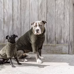 Kentycky Hundtröja Teddy Fleece