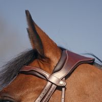 Antares Precision Nackstycke