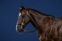 Dyon Träns för hackamore U