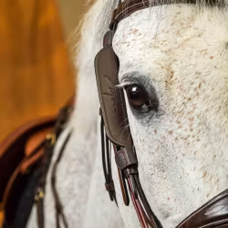 Dy'on Blinkers W