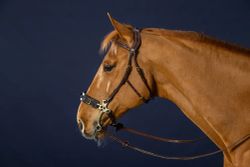 Dyon Träns för hackamore D