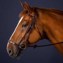 Dyon Träns remontnosgrimma N