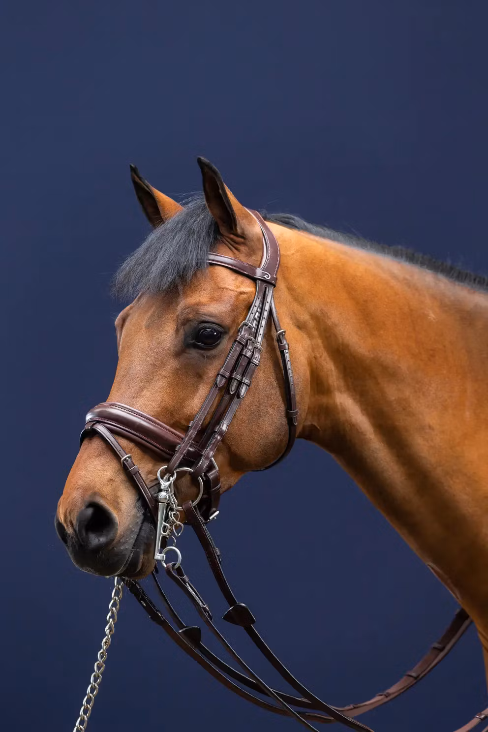 Dyon Kandar bred nosgrimma DR