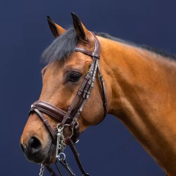 Dyon Kandar bred nosgrimma DR