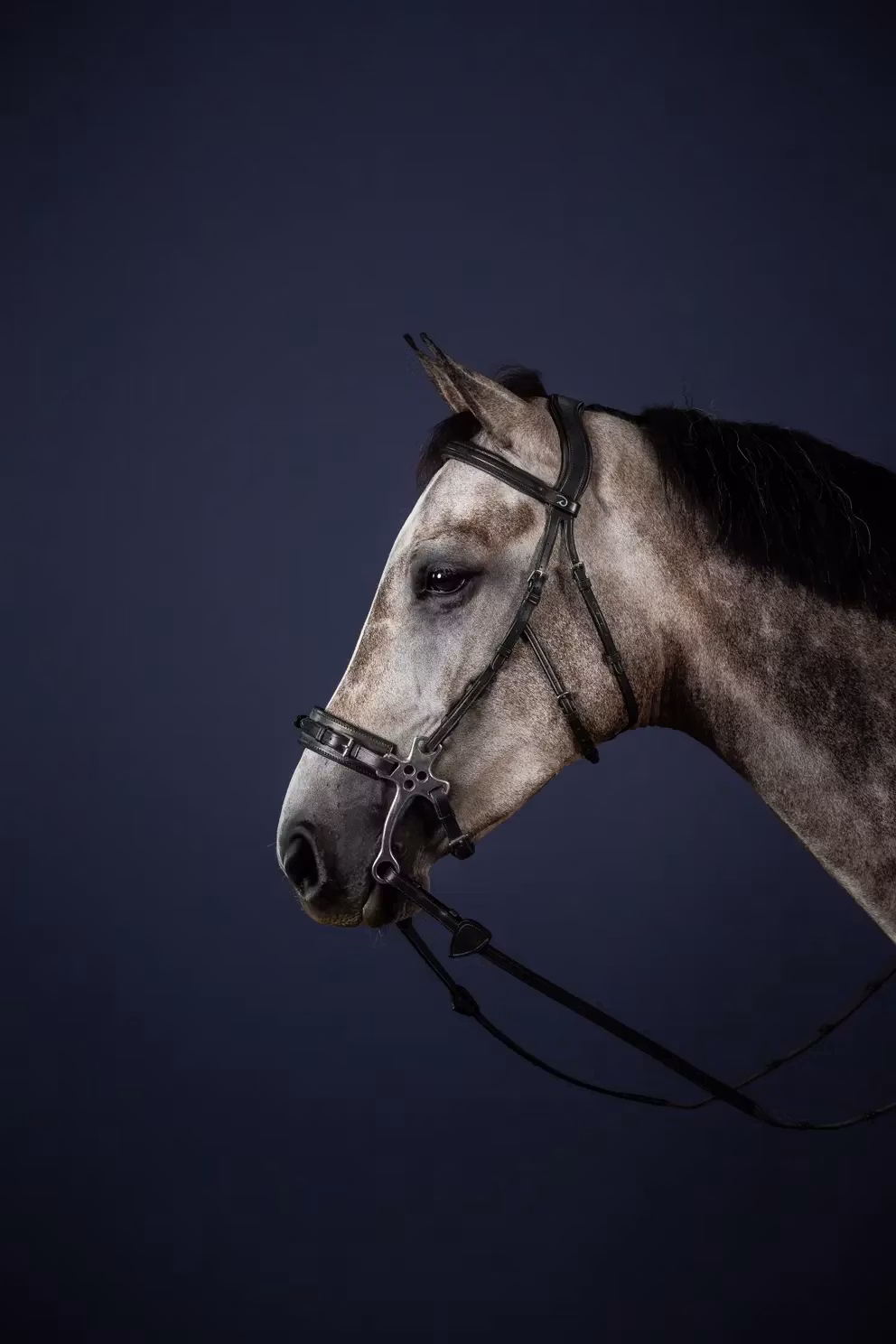 Dyon Träns för hackamore N