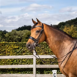 Dyon Kandar Rundsytt bred pullbacknosgrimma DR