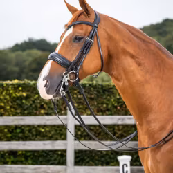 Dyon Kandar bred nosgrimma DR