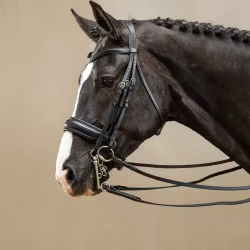 Dyon Kandar bred nosgrimma W