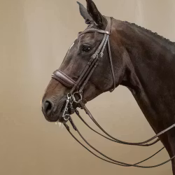 Dyon Kandar bred nosgrimma W