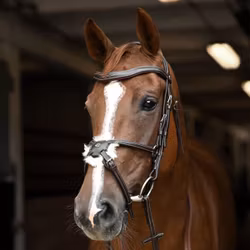 Signature by Antarès träns med Pullarnosgrimma