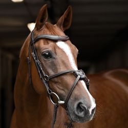 Signature by Antarès träns med Pullarnosgrimma