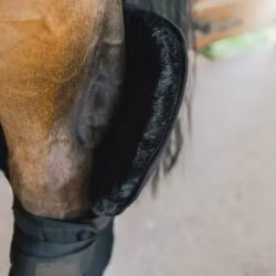 Kentucky Transport Stabil Bandage Pad med hasskydd