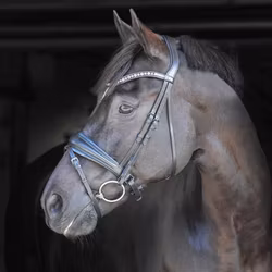 EQ Helix dressyrträns grå kristall-pannband