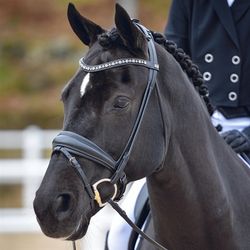 EQ Hamilton rundsytt dressyrträns grå kristall-pannb