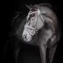 EQ Hamilton rundsytt dressyrträns grå kristall-pannb