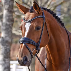 EQ Hannibal flat dressyrträns klinkers-pannband