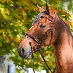 EQ Wynswood träns m komb nosgrimma