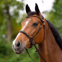 JumpIn Bitless Bridle - Evolution series