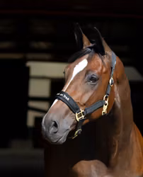 Back On Track Werano Grimma - Svart