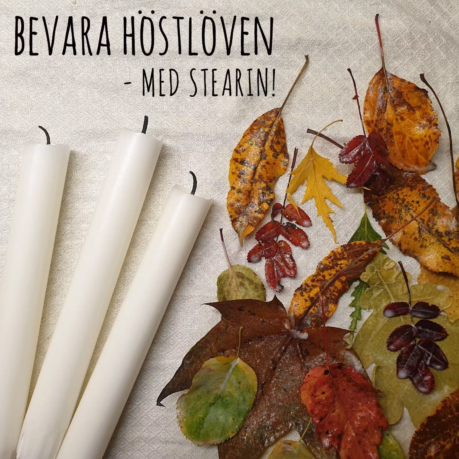 Så konserverar du höstlöven