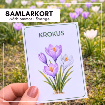 Samlarkort - vårblommor i Sverige