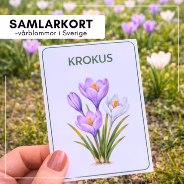 Samlarkort - vårblommor i Sverige