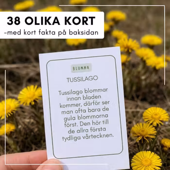 Samlarkort - vårblommor i Sverige