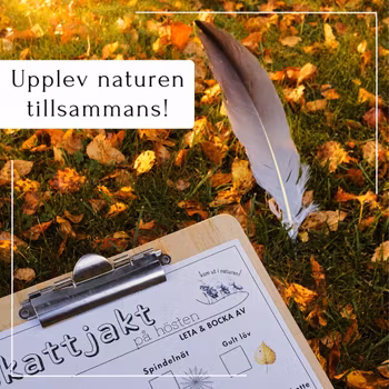 Höstskattjakt i naturen
