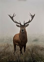 "Hjort" Giclee
