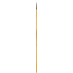 Maestro filbert