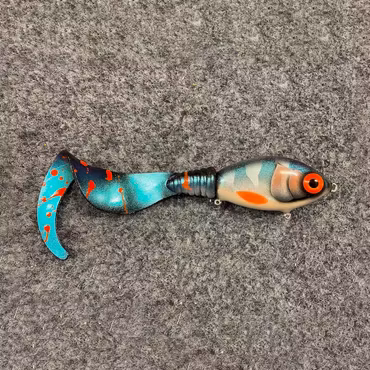 Ulm Tail Striped Cisco 22cm