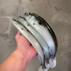 Gigashad UV Nors 33cm