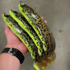 Gigashad Motoroil Kiwi Burbot 33cm