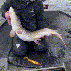 GigabiteV2 Skitmört 25cm