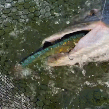 GigabiteV2 Spinnarröva ED Emerald Herring