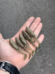 GigabiteV2 Creep UV 8cm - 5pcs