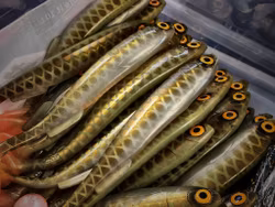 Gigashad Golden Olive 20cm