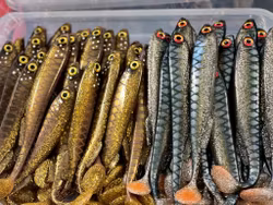 Gigashad Golden Bream 20cm