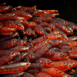 Gigashad Mälaroil 10cm - 5pcs