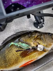 GigabiteV2 Kiwi Lover 8cm - 4pcs