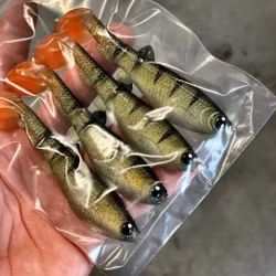 GigabiteV2 Baby Perch 10cm - 4pcs