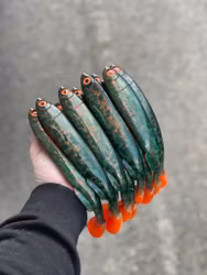 Gigashad Mälaroljelaken 24cm