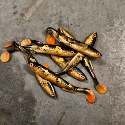 Gigashad Spotted Bullhead 24cm