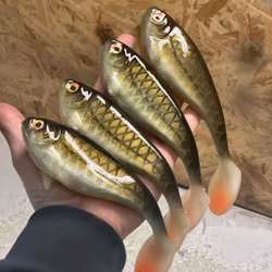 Snackbite Golden Olive 16cm