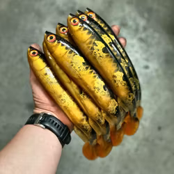 Gigashad Spotted Bullhead 27cm