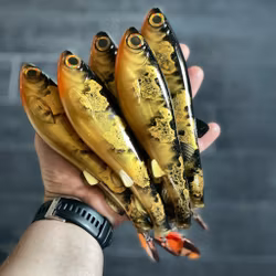 GigabiteV2 Spinnarröva ED Spotted Bullhead