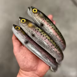 Gigashad Glitter Rainbow Trout 27cm