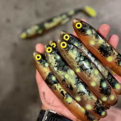 Gigashad Hot Spotted Kiwi 24cm