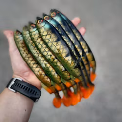 Gigashad Motoroil Perch 24cm