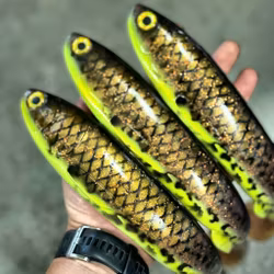 Gigashad Hot Motoroil Burbot 33cm